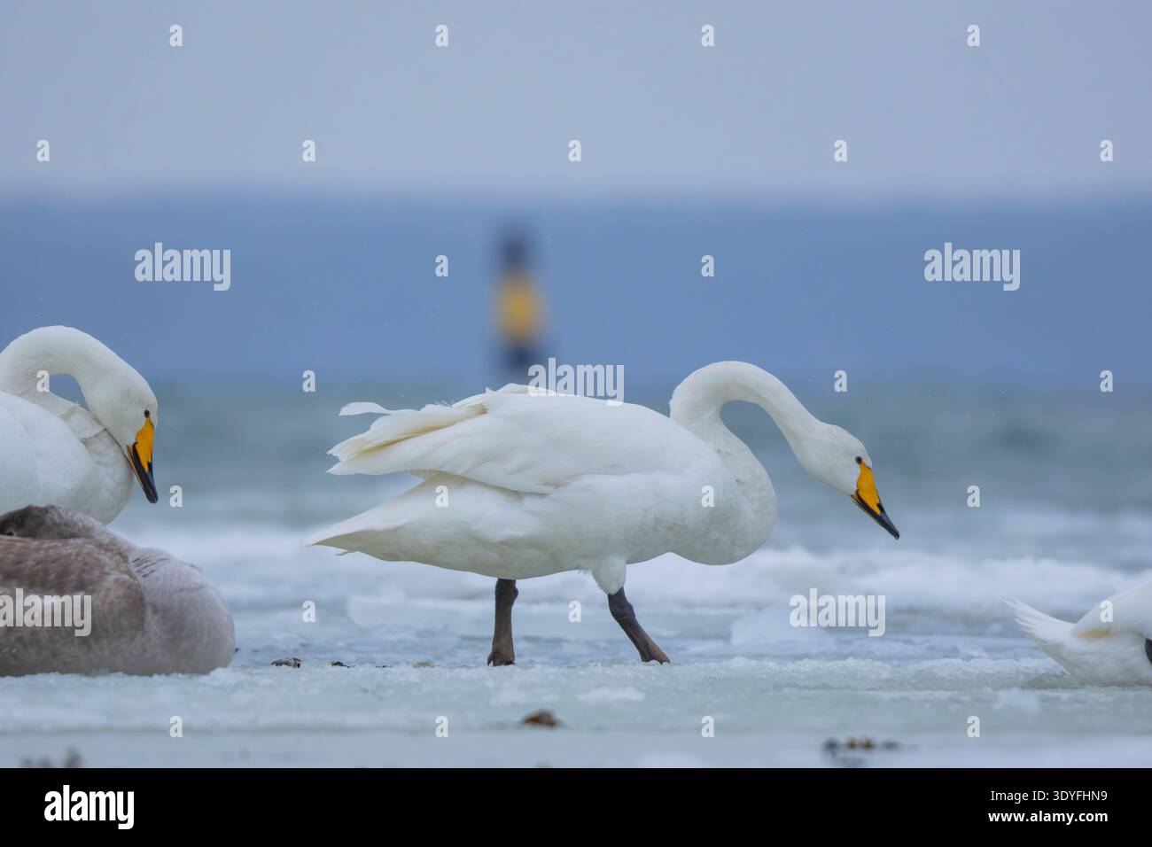 Whooper swan in Estonia Stock Photo