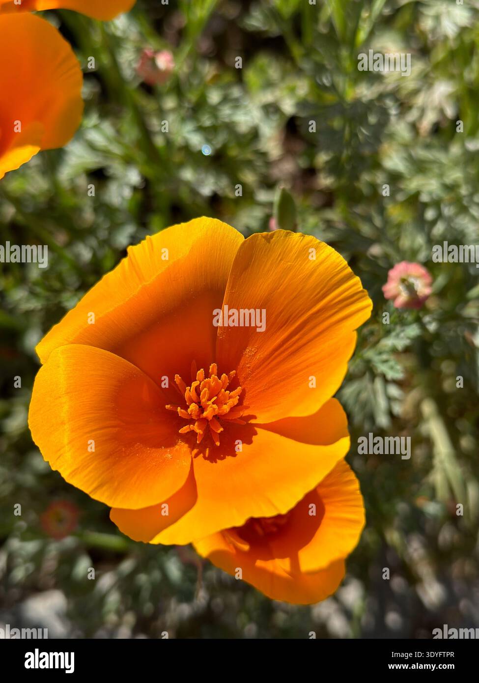 Bright orange California poppy flower in sunlight with soft green background and shallow depth of field - Smartphone Captured Stock Image