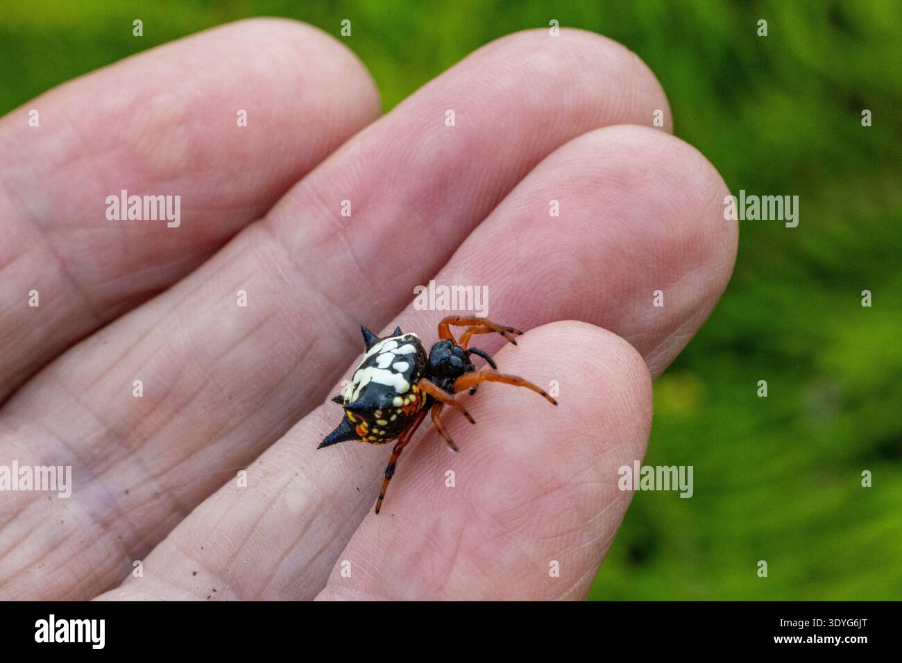 Australian spider hand hi-res stock photography and images - Alamy