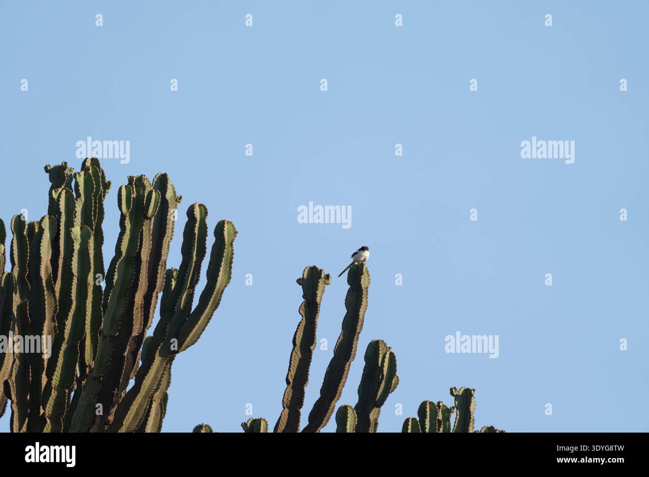 cactus tattoo meaning Saguaro Cactus Temporary Tattoo main image 1