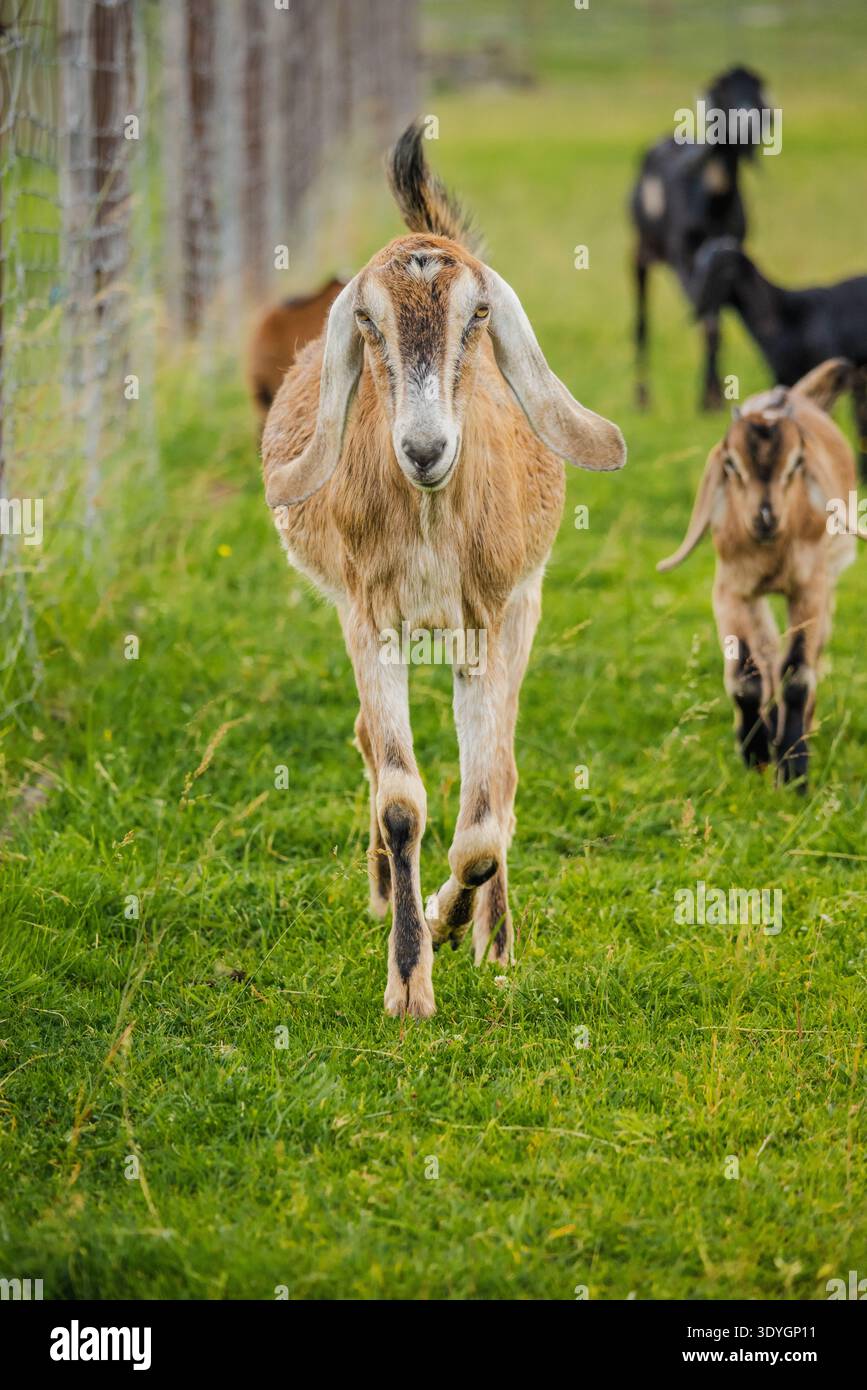 Brown goat with long floppy ears walking toward the camera on a grassy pasture with a small herd behind Stock Photo