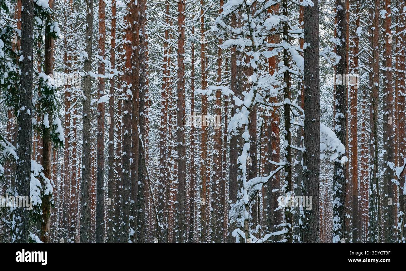 Snow-covered pine trunks in a dense winter forest Stock Photo