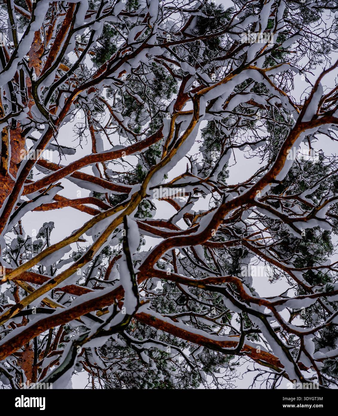 Intertwined snow-covered pine branches forming a natural winter pattern Stock Photo