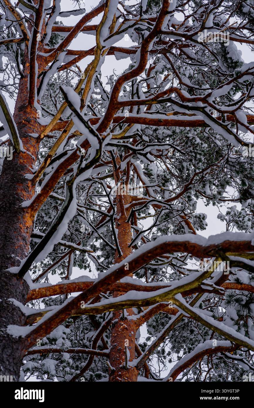 Snow-covered pine branches and trunks viewed from below in winter forest Stock Photo