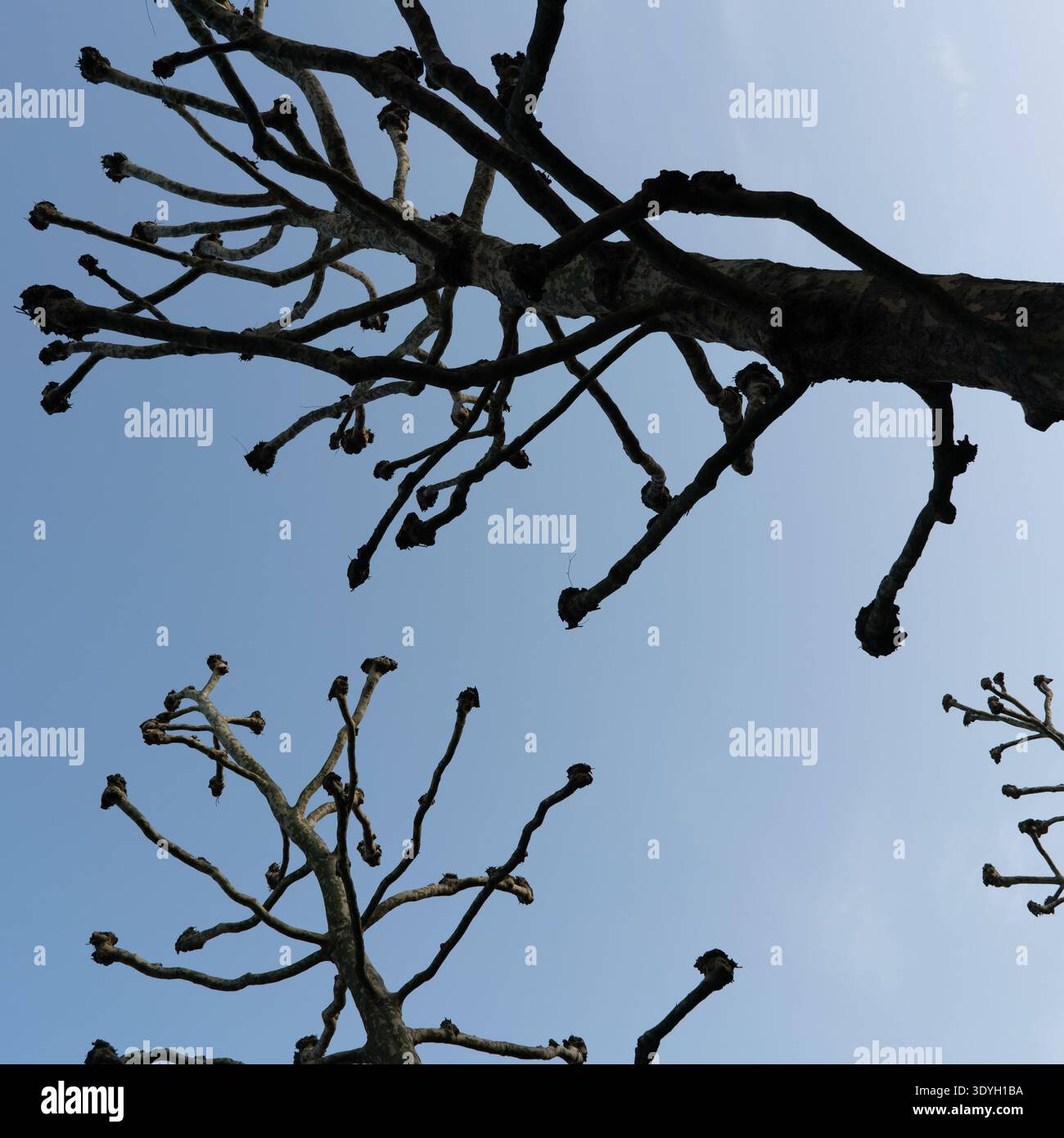 Pollarded Plane trees in central London Stock Photo