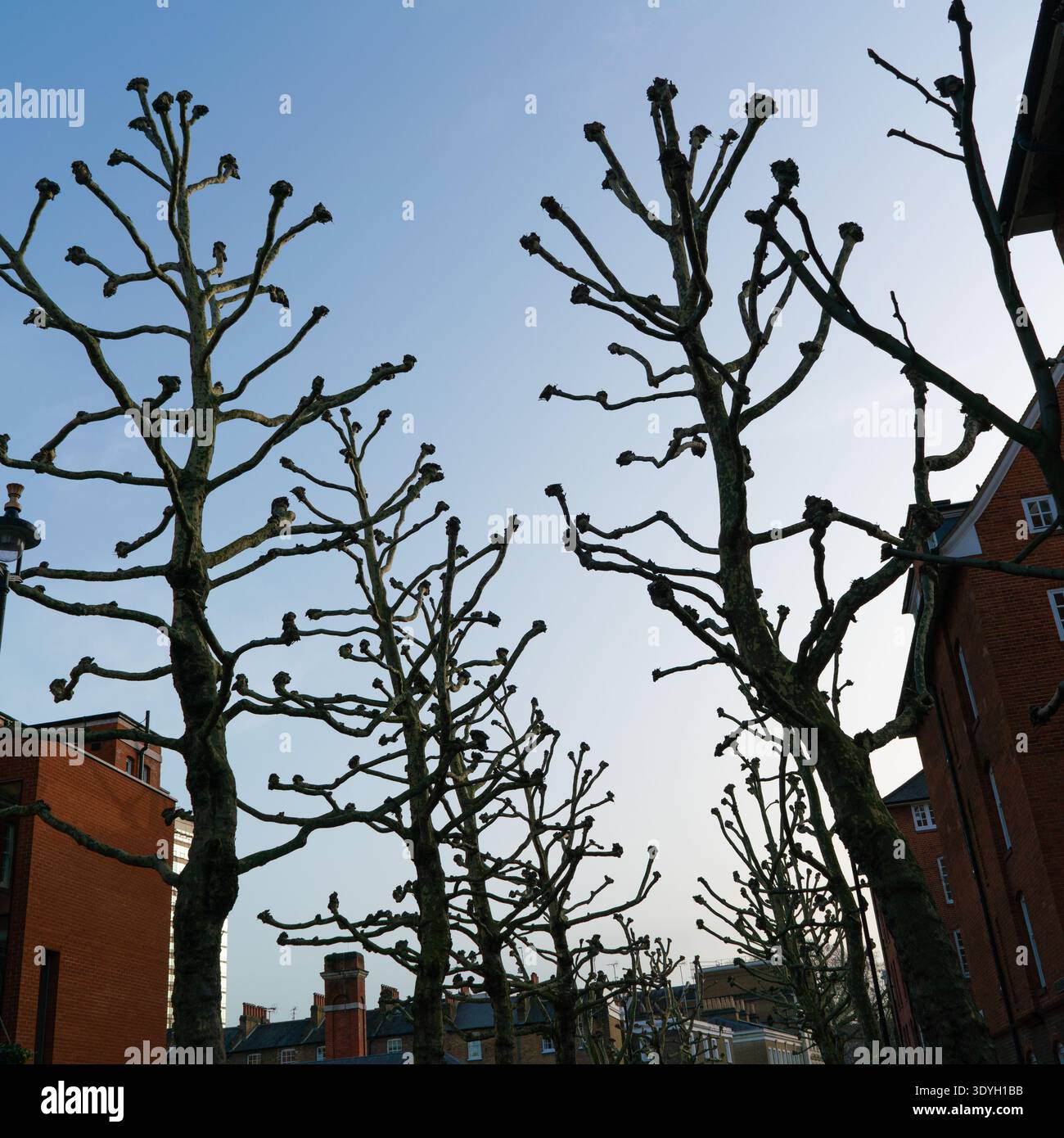 Pollarded Plane trees in central London Stock Photo