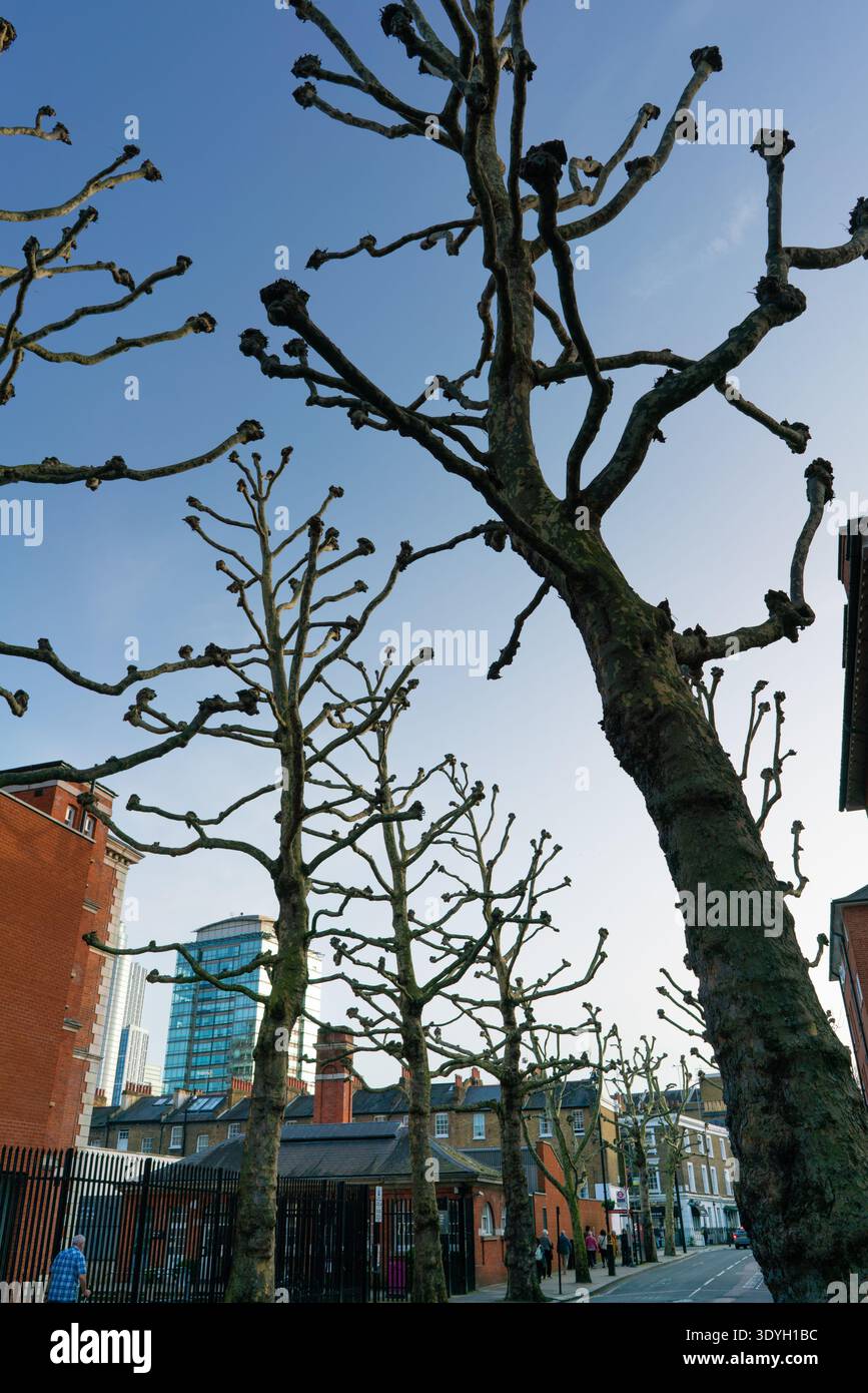 Pollarded Plane trees in central London Stock Photo