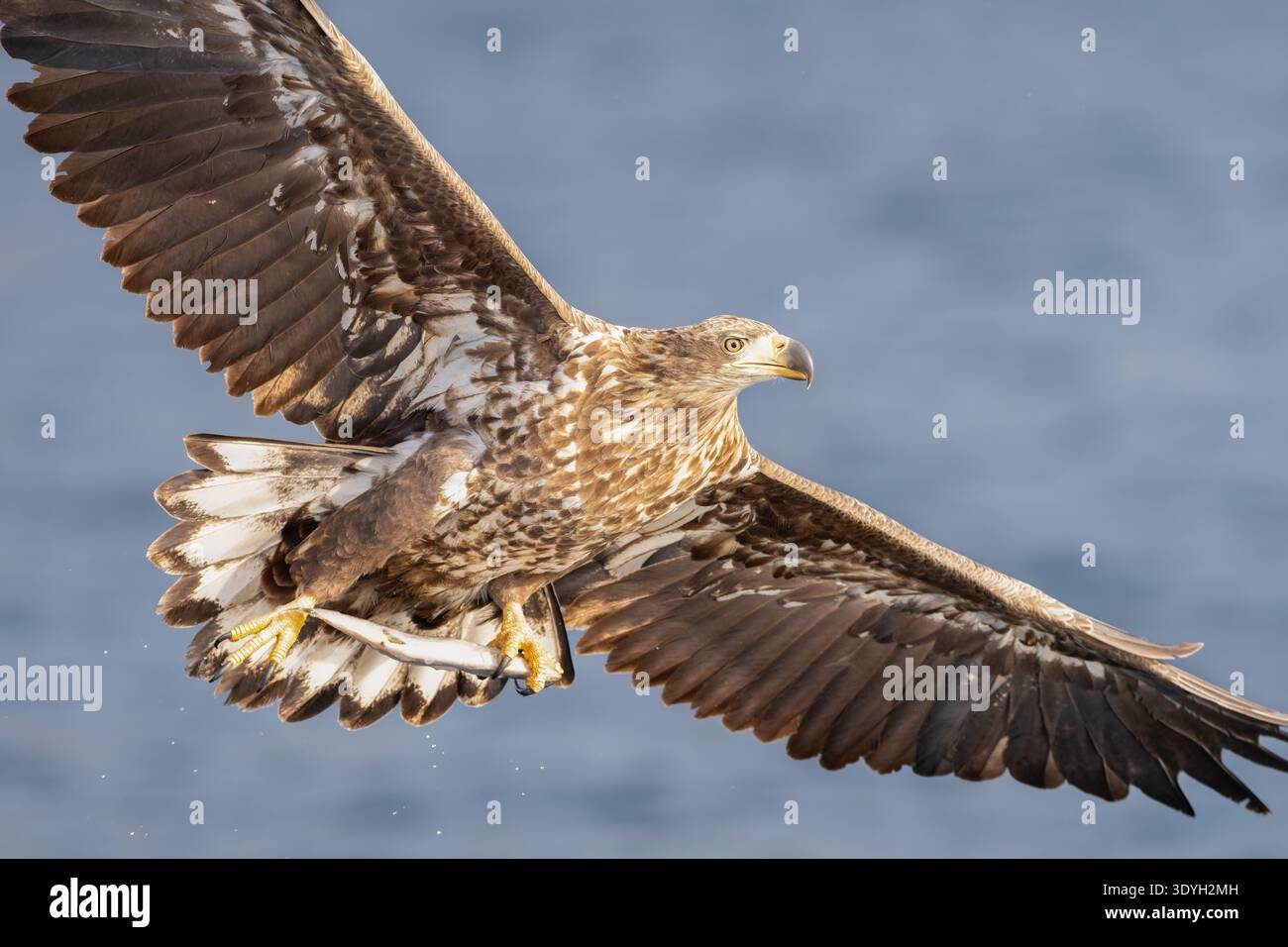 White‑Tailed Eagle Close‑Up with Fish in Talons Stock Photo