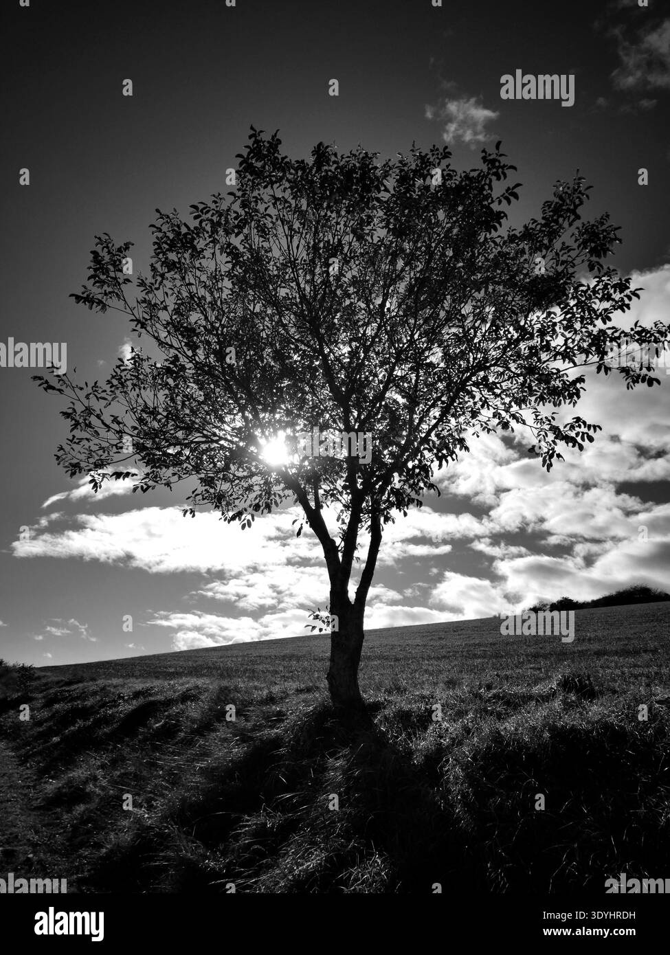 Grassy meadow on sunny Black and White Stock Photos & Images - Alamy