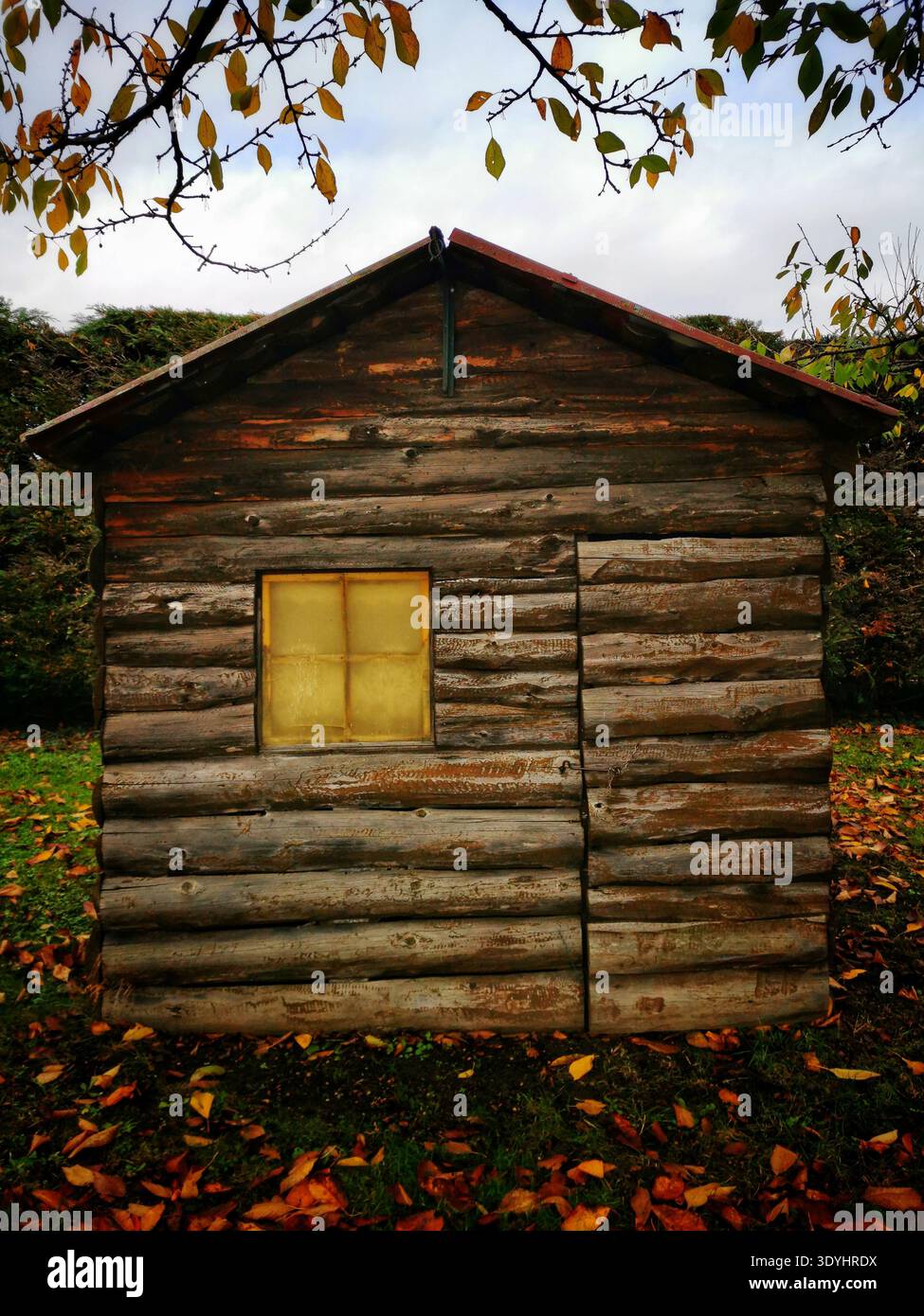 Small, weathered log cabin shows a bright yellow window. Orange leaves cover the ground, and leafy tree branches frame the top of the scene, suggestin - Smartphone Captured Stock Image
