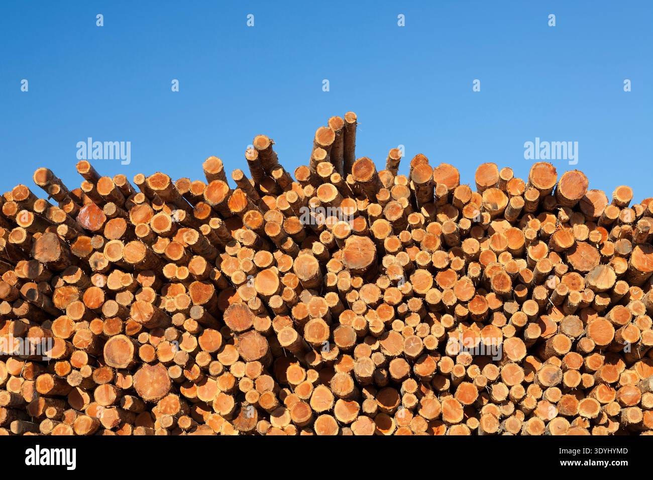 Freshly cut logs stacked in rows under a clear blue sky, ready for processing in Coos Bay, Oregon. Stock Photo