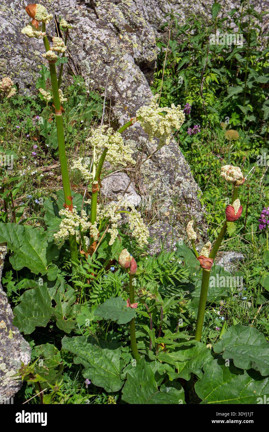 buy stinging nettle plants Urtica dioica (Stinging Nettle)