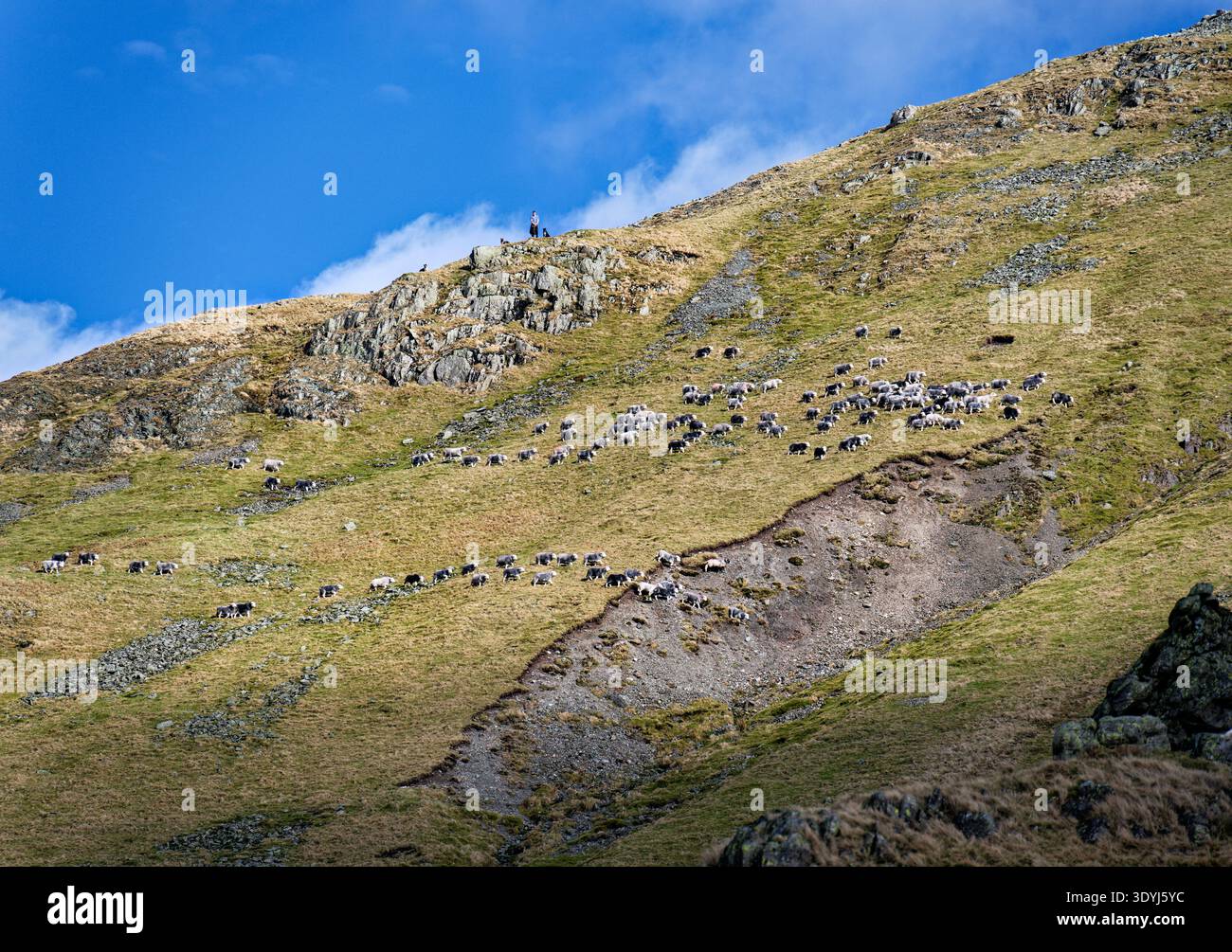 Shepherds gather Herdwick sheep on the fells above Grasmere in the Lake District, UK. The sheep are taken back to the farm for pregnancy scanning. Stock Photo
