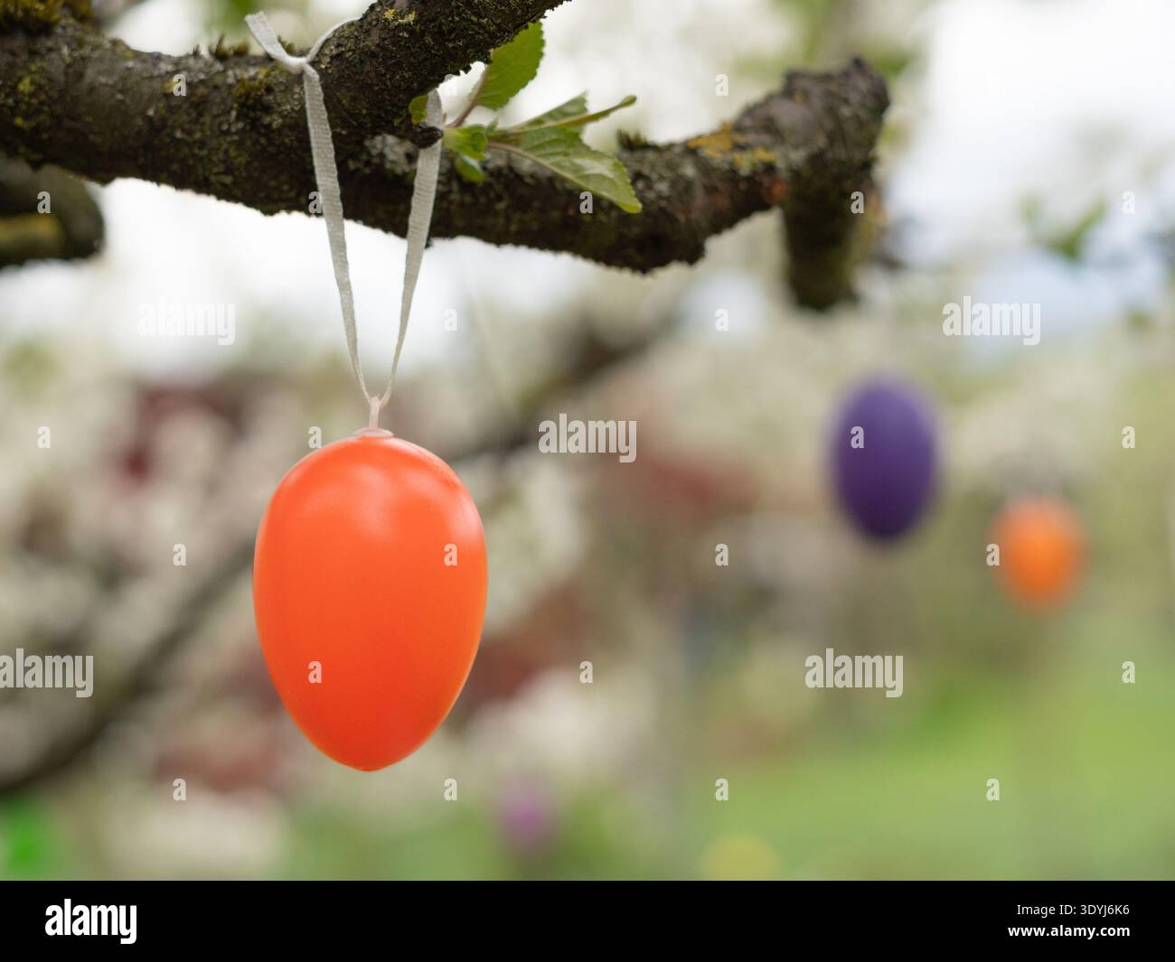 Red Easter egg hanging on blossom branch with soft spring background Stock Photo