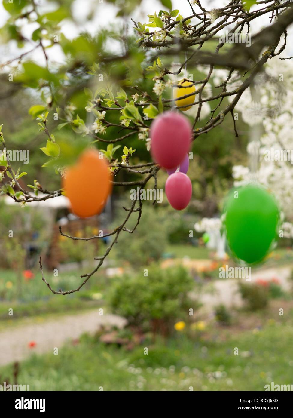 Several colorful Easter eggs hanging from tree branches in blooming spring garden Stock Photo