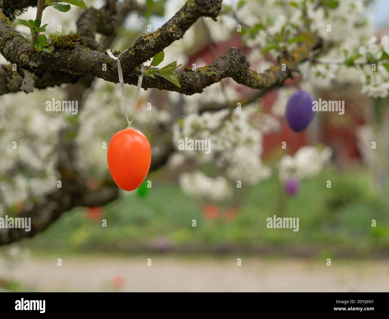 Decorative Easter eggs hanging on blossoming spring tree branch in garden Stock Photo