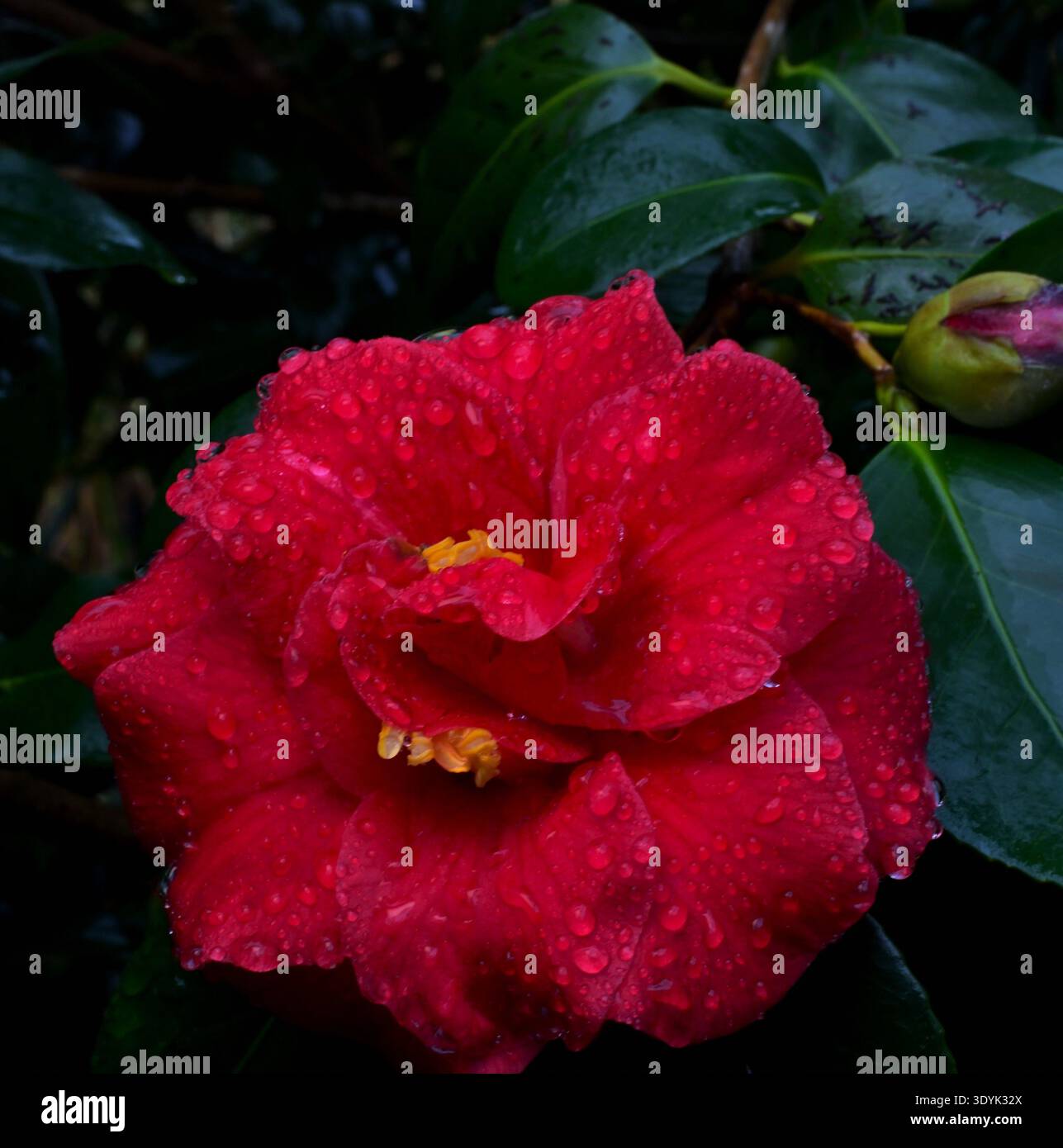 Camellia japonica flower heads in close-up with green glossy foliage. Stock Photo