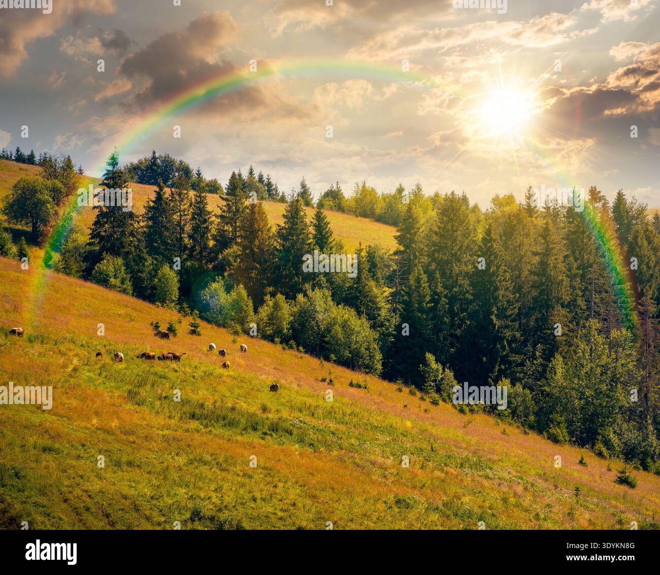 coniferous forest on a steep hillside meadow in summer at sunset. mountain landscape in evening light. beautiful nature scenery. green environment ope Stock Photo