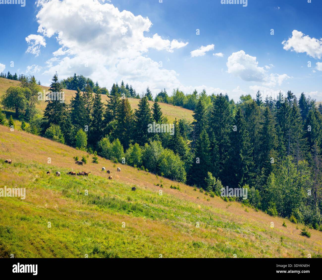coniferous forest on the steep hillside meadow in summer. carpathian mountain landscape of ukraine. beautiful nature scenery on a sunny day. green env Stock Photo