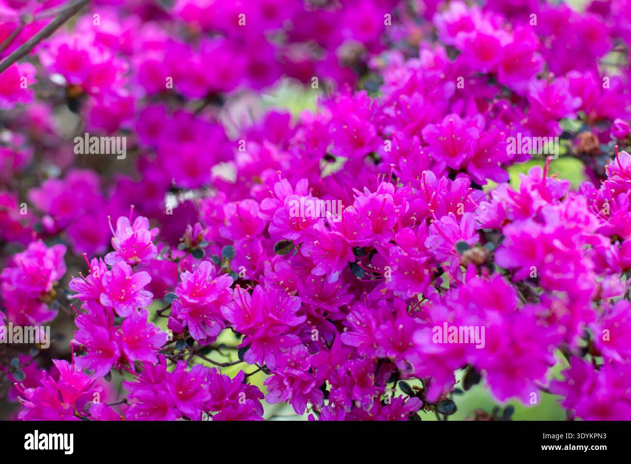 Close-up of a Japanese azalea bush completely covered with bright pink flowers. Lush spring garden bloom with dense blossoms creating a vibrant natura Stock Photo