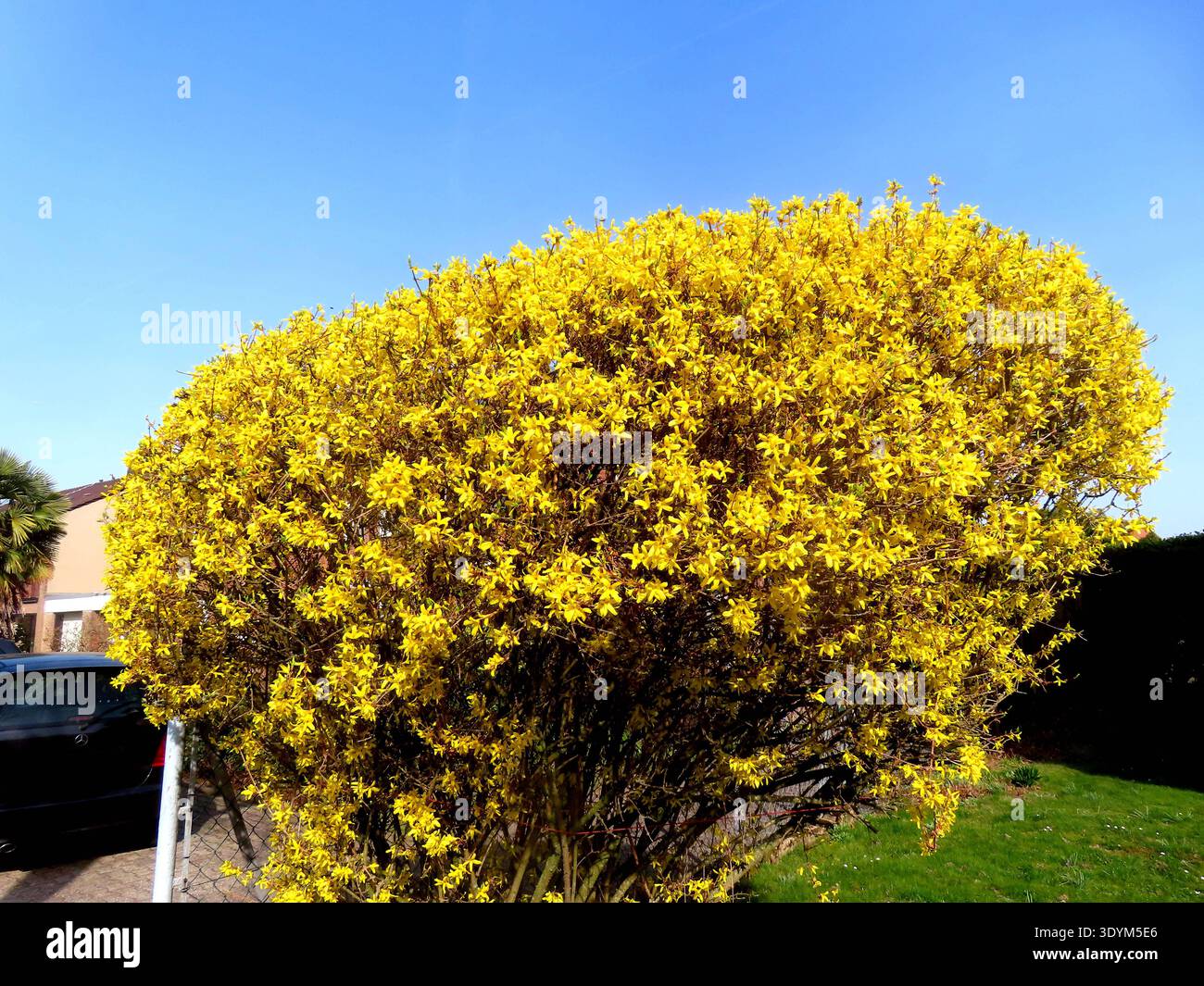welch-ein-prachtvoller-forsythienstrauch-im-beginnenden-fruehling
