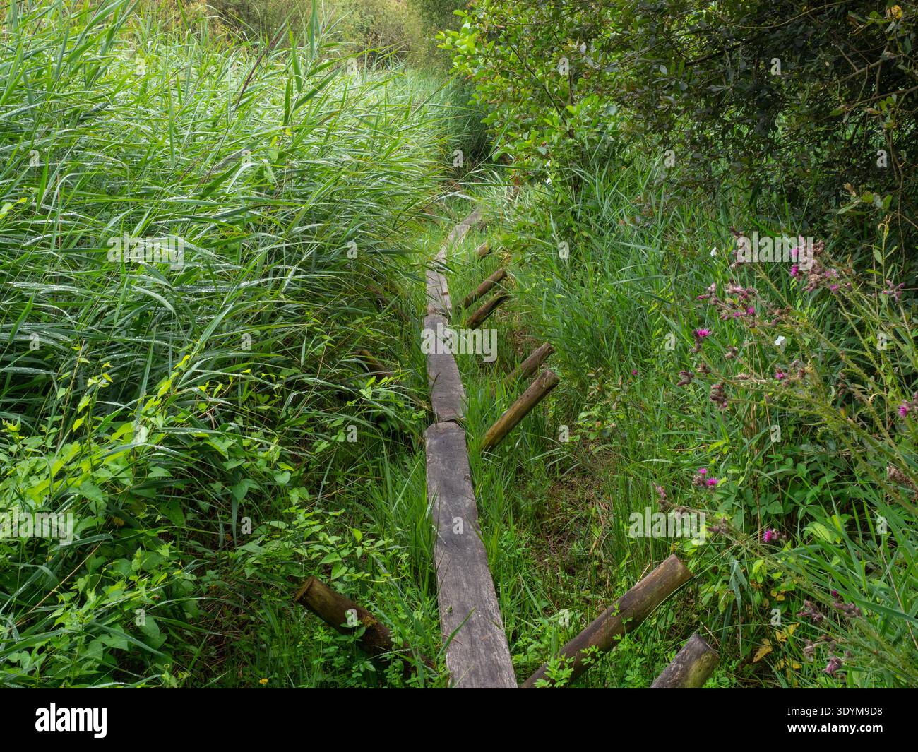 A replica of the Neolithic Sweet Track, Shapwick Heath National Nature ...