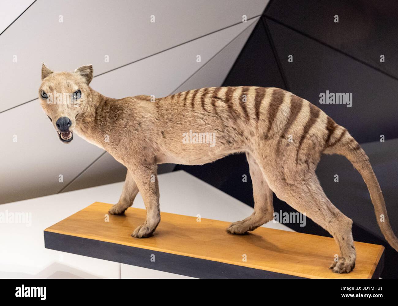Tasmanian Tiger, Extinct Species Stock Photo - Alamy