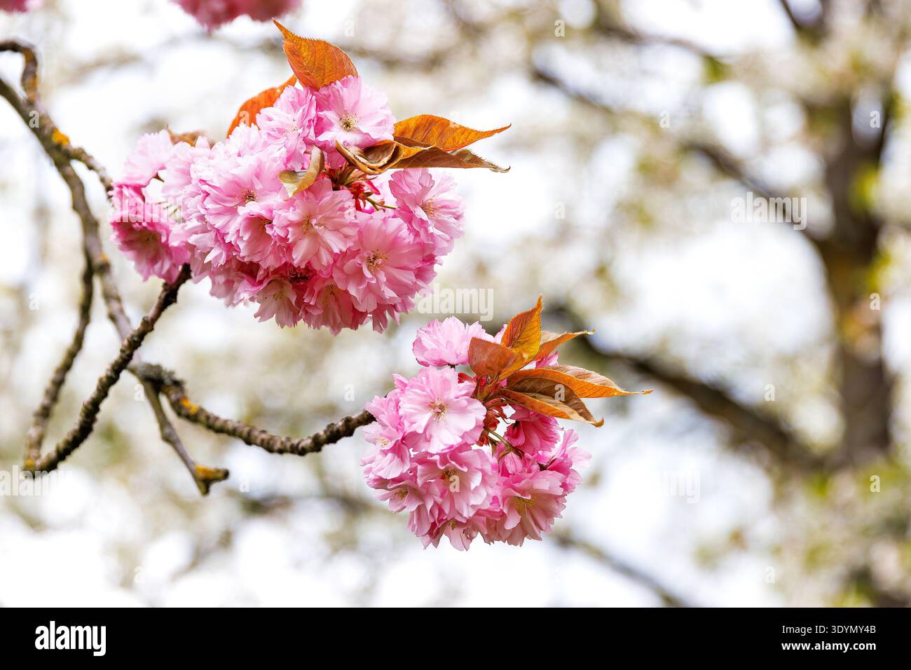 Soft focus on cherry blossom hi-res stock photography and images - Alamy