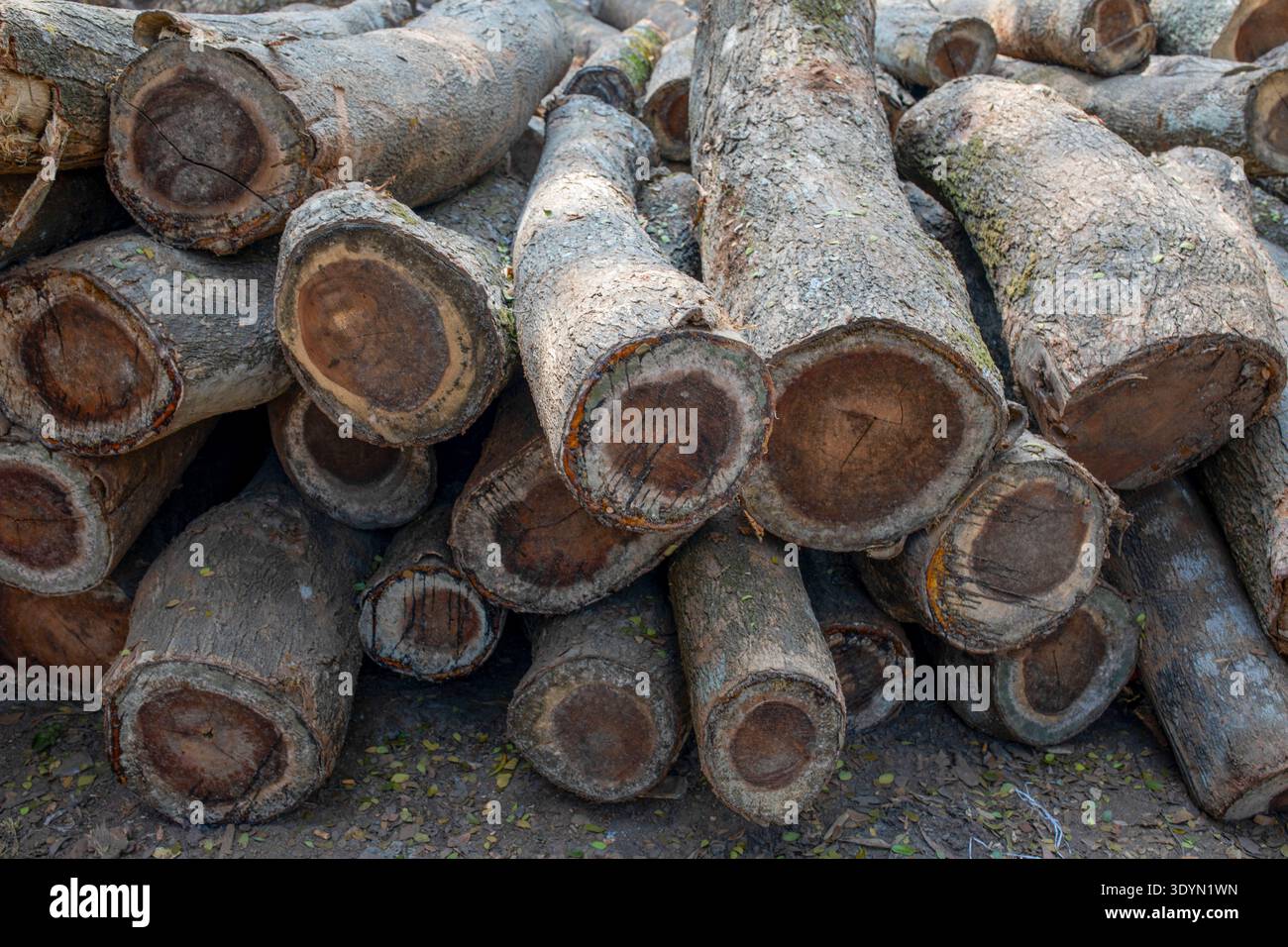 Large wooden logs stacked and kept ready for processing at a sawmill. Timber collected from forests is prepared here before being cut into planks and Stock Photo