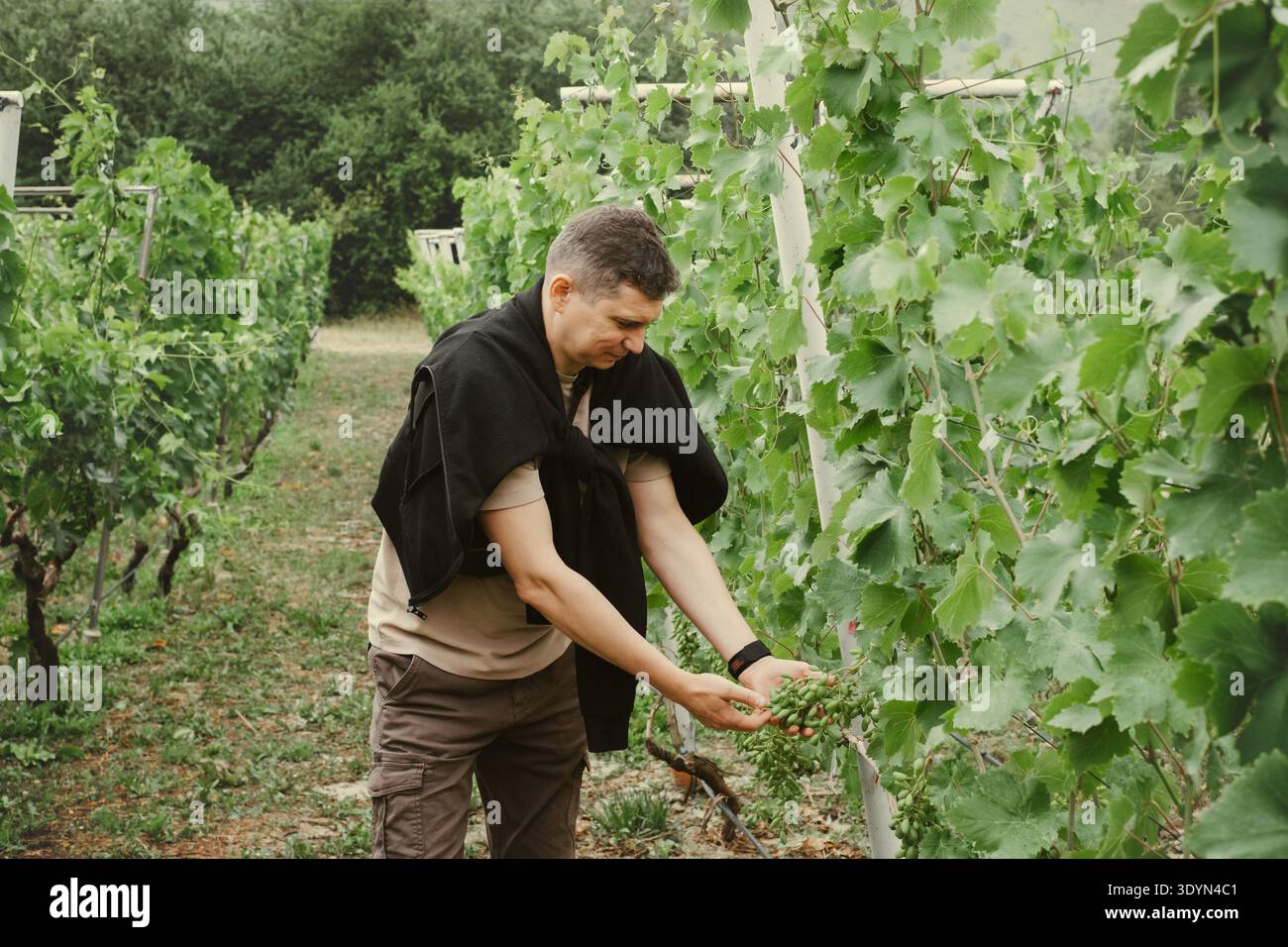 Middle aged farmer examining green grapes on vines. Winemaker checking crop quality before harvest in outdoor agriculture setting. Stock Photo