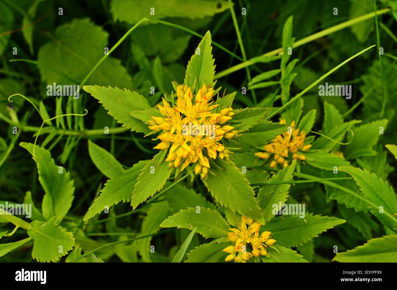 Goldenrod Root Rope Golden rod plant insect hi-res stock photography and images - Alamy