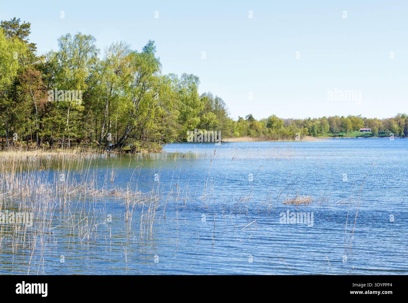 Lake with reeds in the water Stock Photo