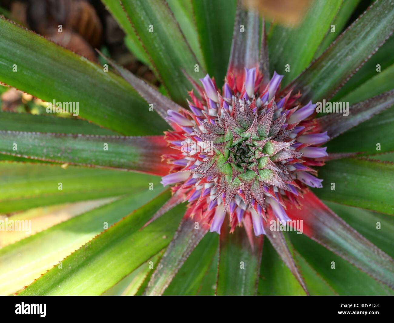 Pineapple blossom with green leaves in background, The purple petals of ...