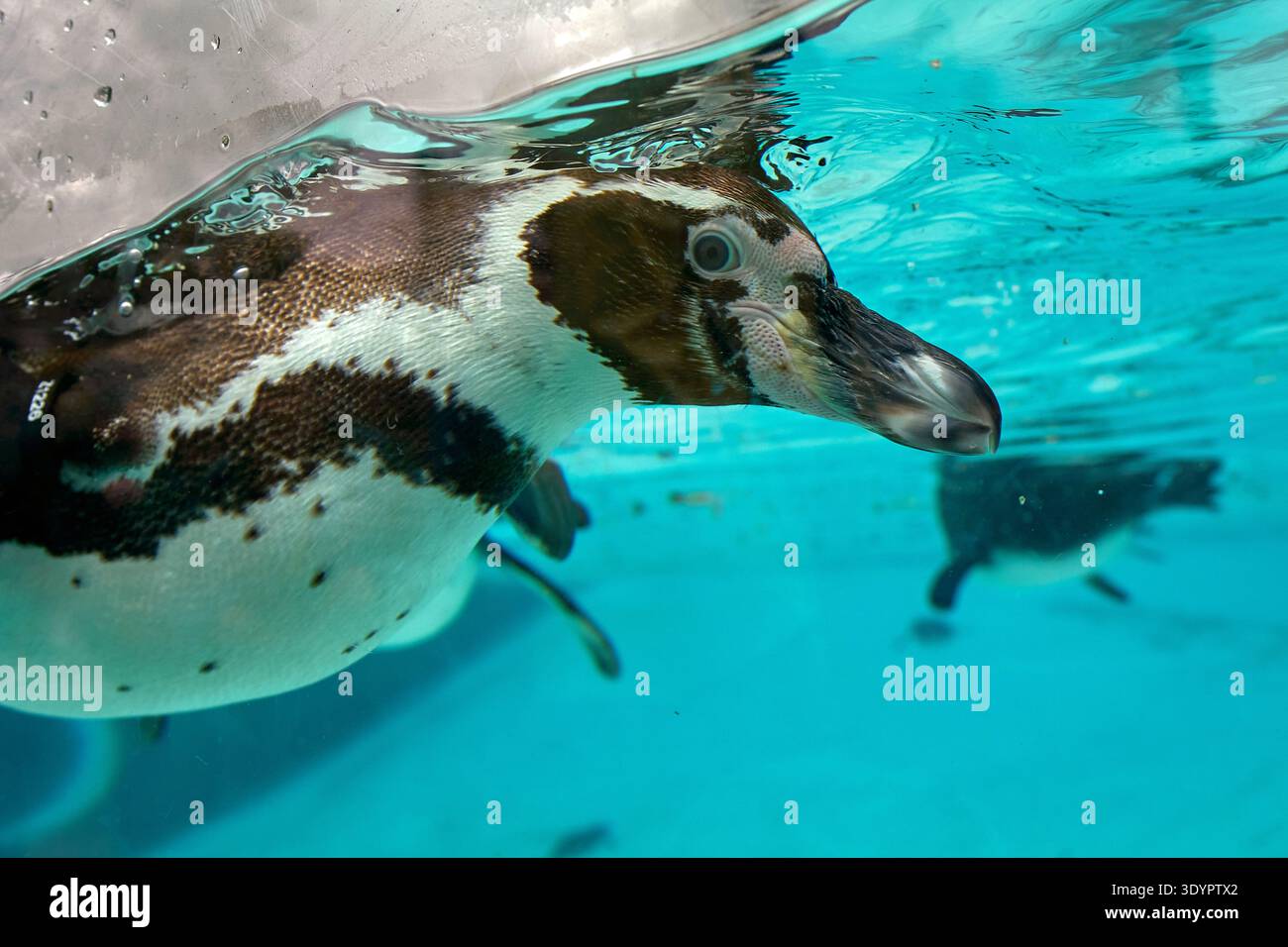 A captivating split-level perspective captures a graceful Humboldt ...