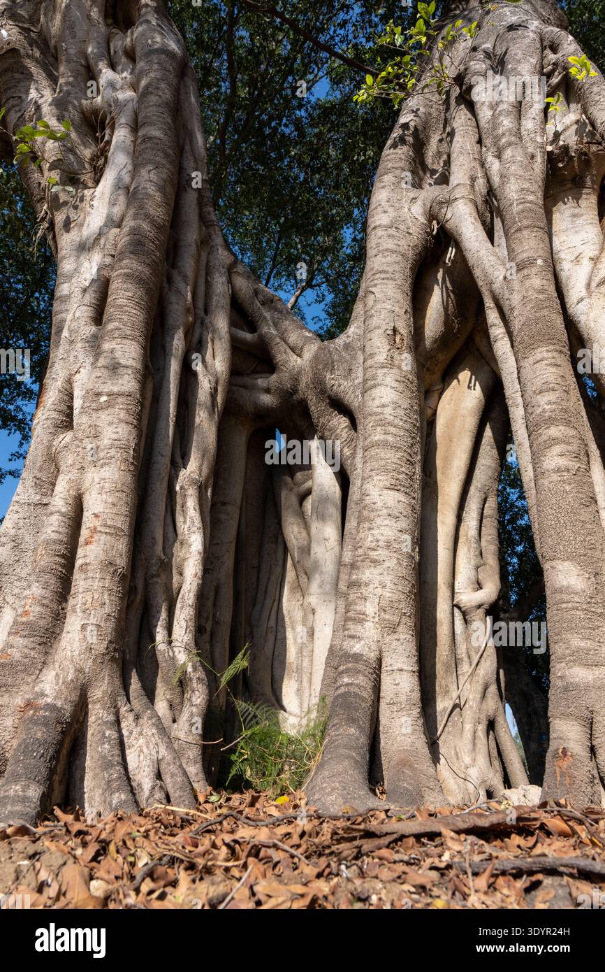 The trunk and air roots of a Ficus microcarpa, also known as Chinese ...