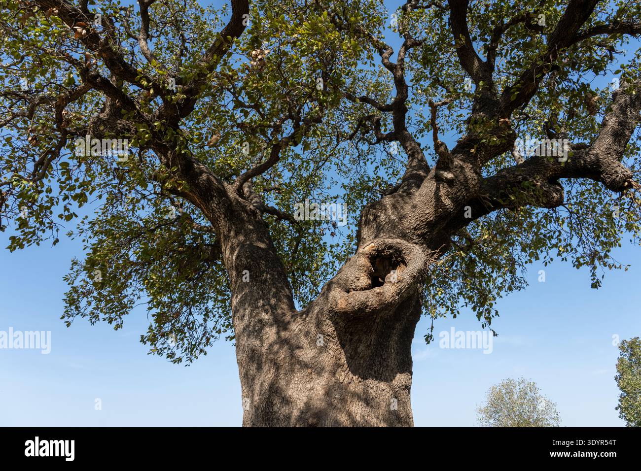Old oak tree with a massive, gnarled trunk and branches extending into a canopy of green leaves, contrasting against a clear blue sky in a natural out Stock Photo