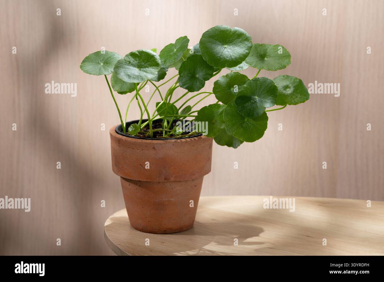 Distinctive circular specimen hi-res stock photography and images - Alamy