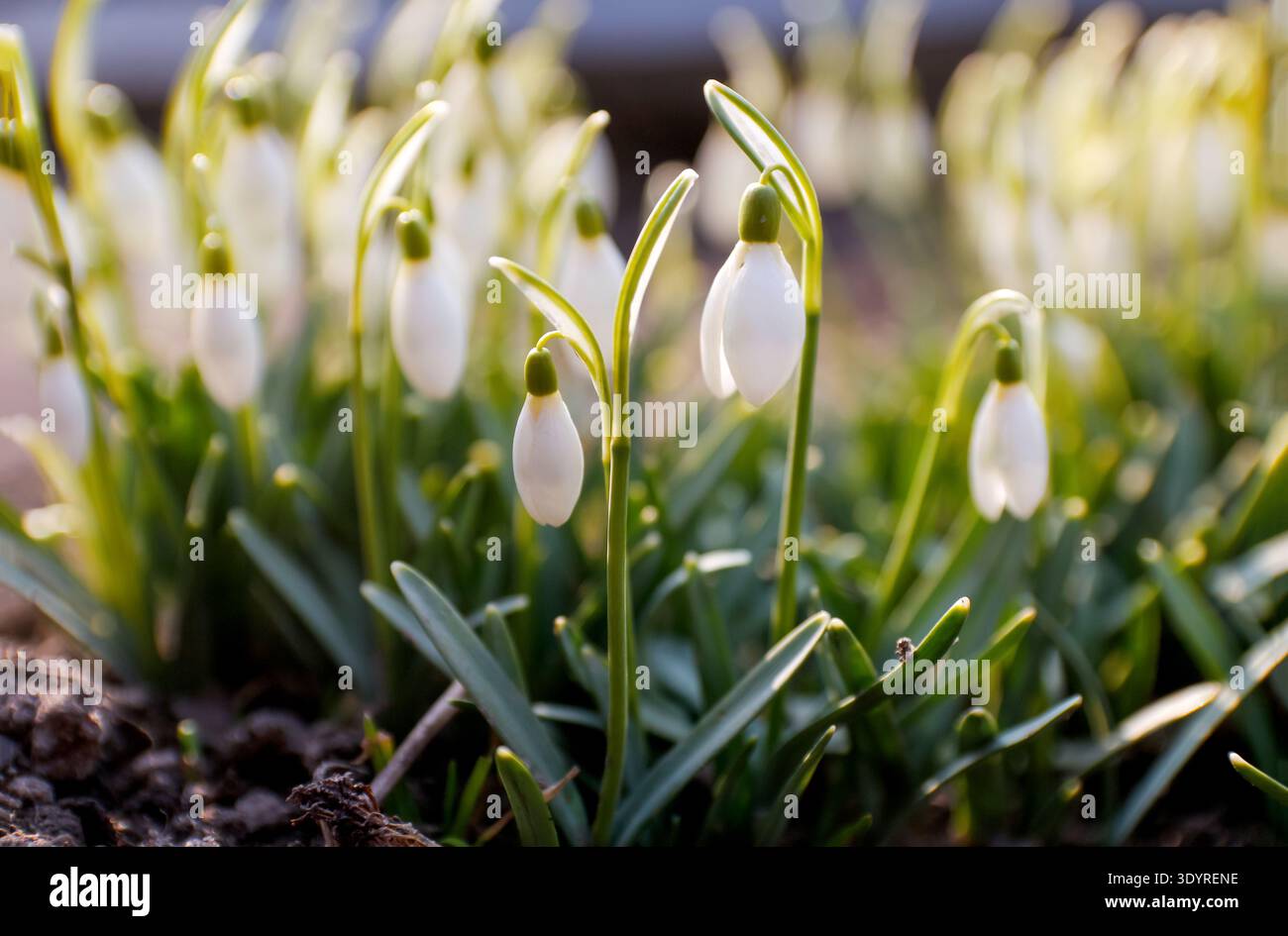 First spring flowers. White snowdrops Galanthus blooming in the garden under warm sunlight. Early spring nature background. hello spring backdrop. Stock Photo