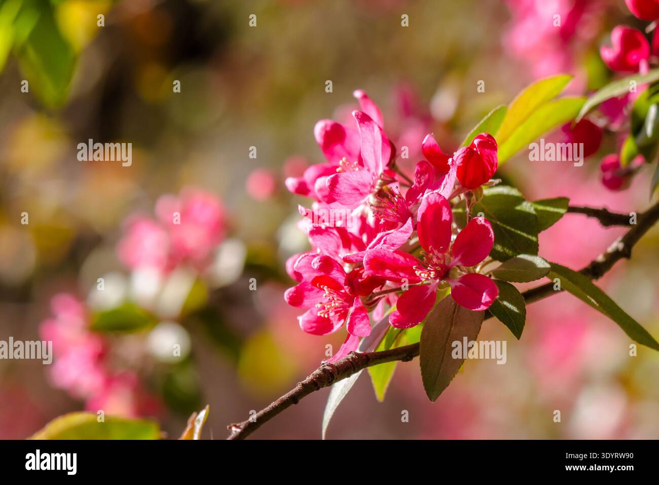crab apple blossom background. pink branch in early spring. beautiful deciduous tree in flower on a sunny afternoon. telephoto shallow depth of field. Stock Photo