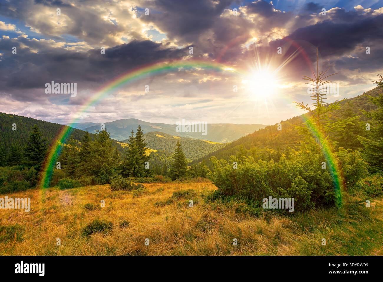 sunset over hillside of mountain range with coniferous forest and grassy meadow. beautiful summer landscape with alp. wonderful nature background of h Stock Photo