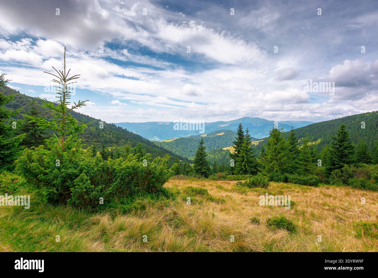 hillside of carpathian mountain range with coniferous forest and grassy meadow. beautiful summer landscape of ukraine alps under cloudy sky. wonderful Stock Photo