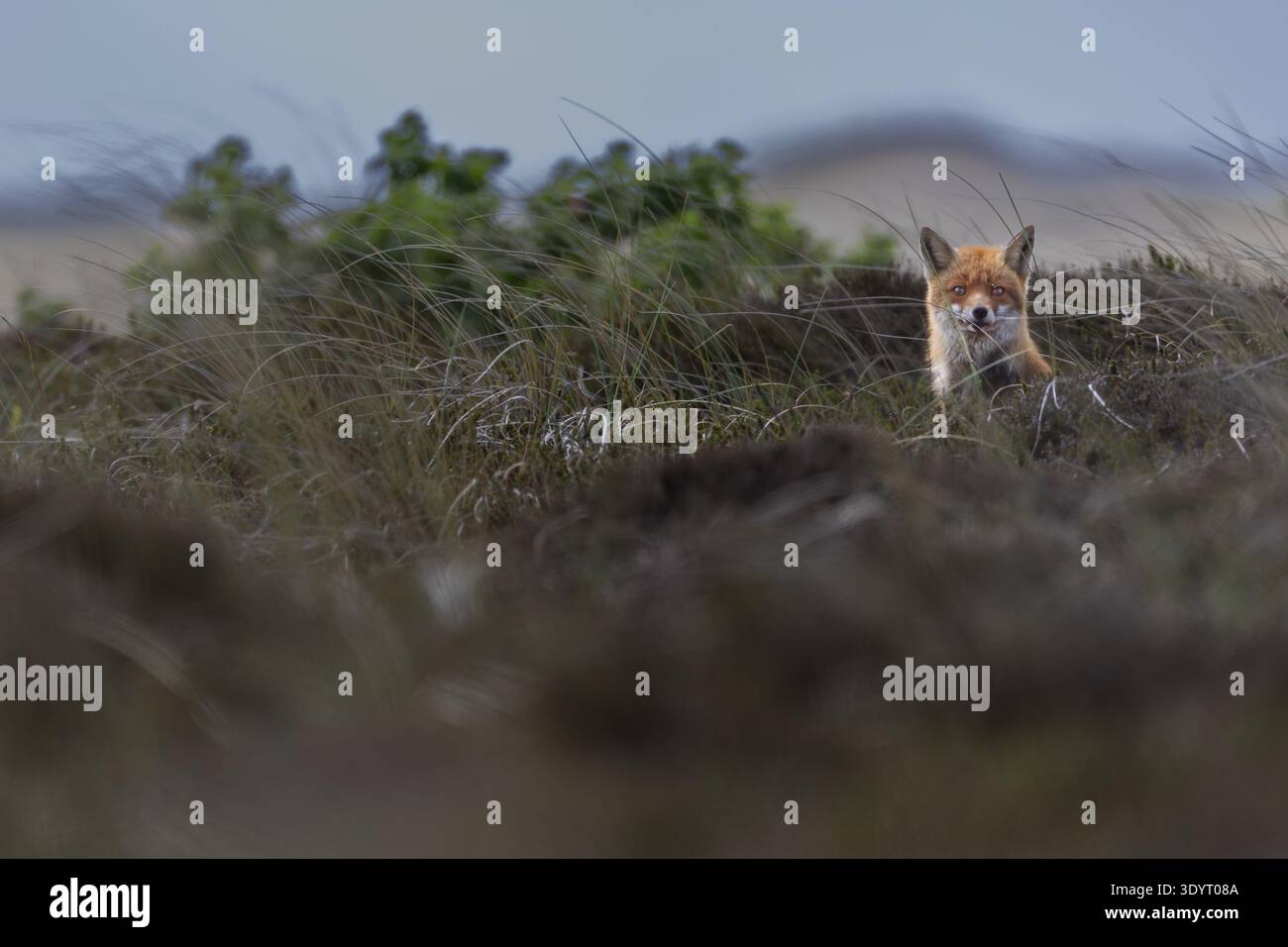 By luck, this red fox (Vulpes vulpes) tells me the location of the fox ...