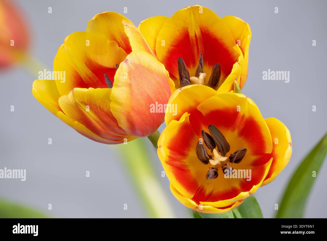 Lips Vector Clear Plain backdrop labeled hi-res stock photography and images - Alamy