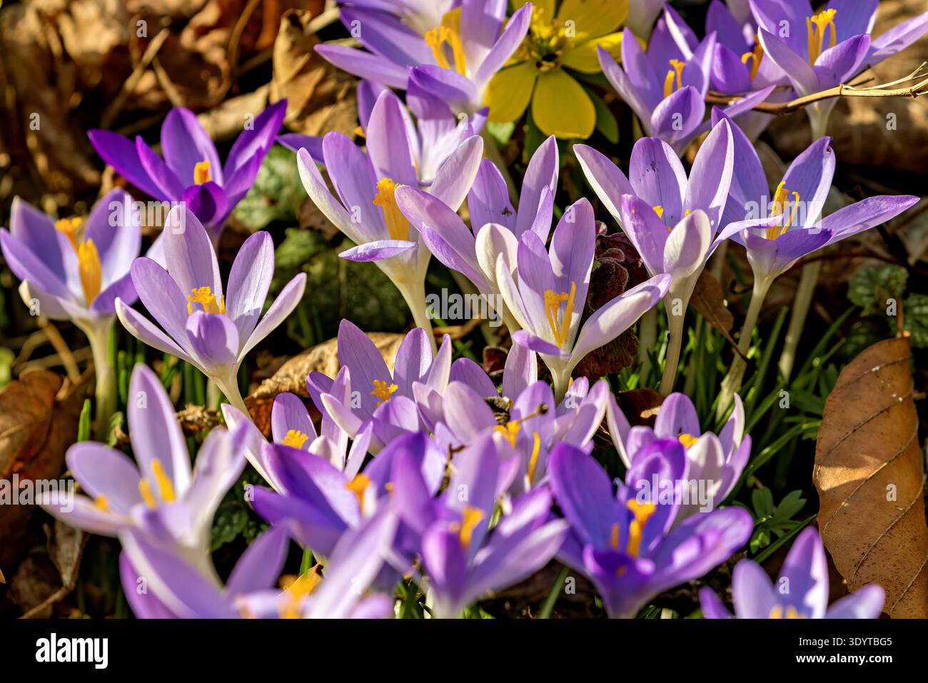 Wild crocuses in the forest Stock Photo