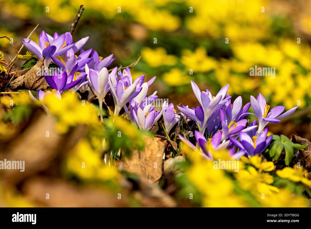 Wild crocuses in the forest Stock Photo