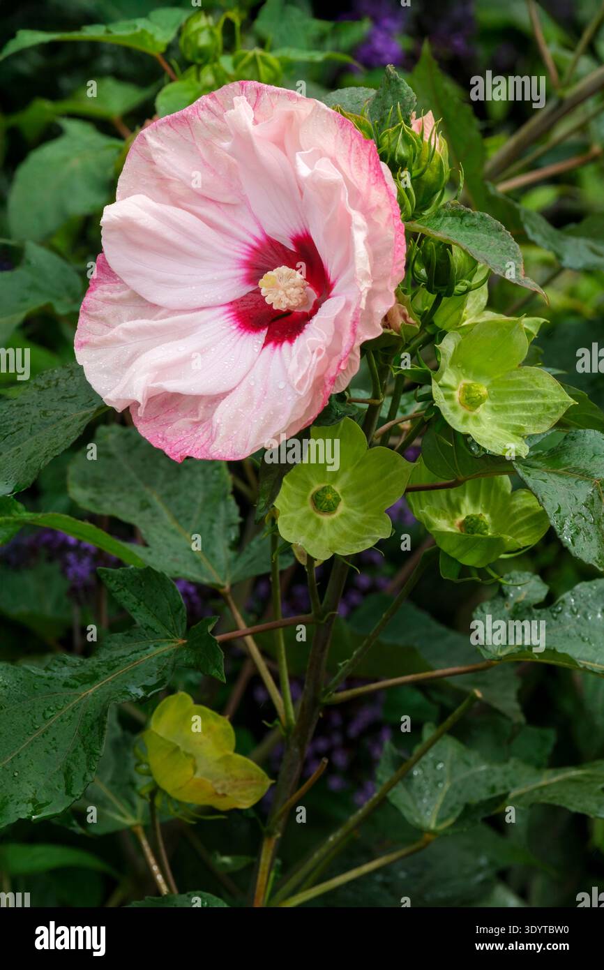 Hibiscus Cherry Cheesecake, Hibiscus moscheutos Cherry Cheesecake, white flowers with magenta lips and magenta veinings radiate, cherry eye Stock Photo