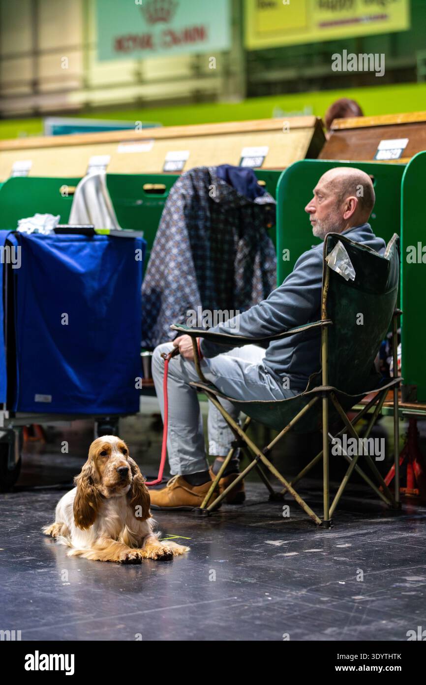 Cocker spaniel at crufts 2026 hi-res stock photography and images - Alamy
