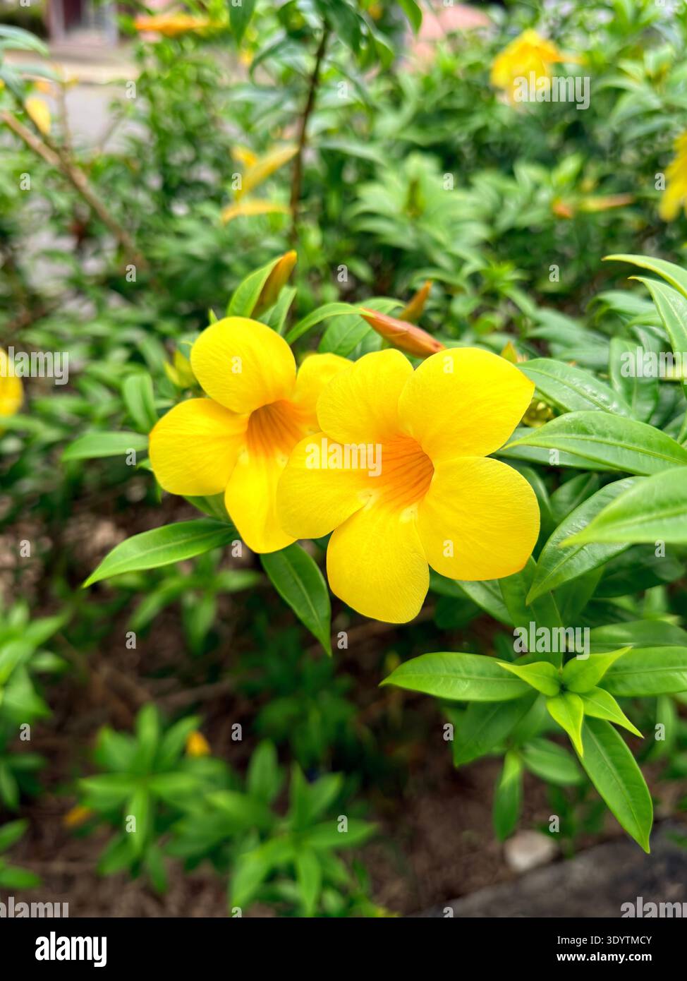 Beautiful Flower and banana leaf ,plant in garden.green and big banana leaves for steame food and wrapping - Smartphone Captured Stock Image