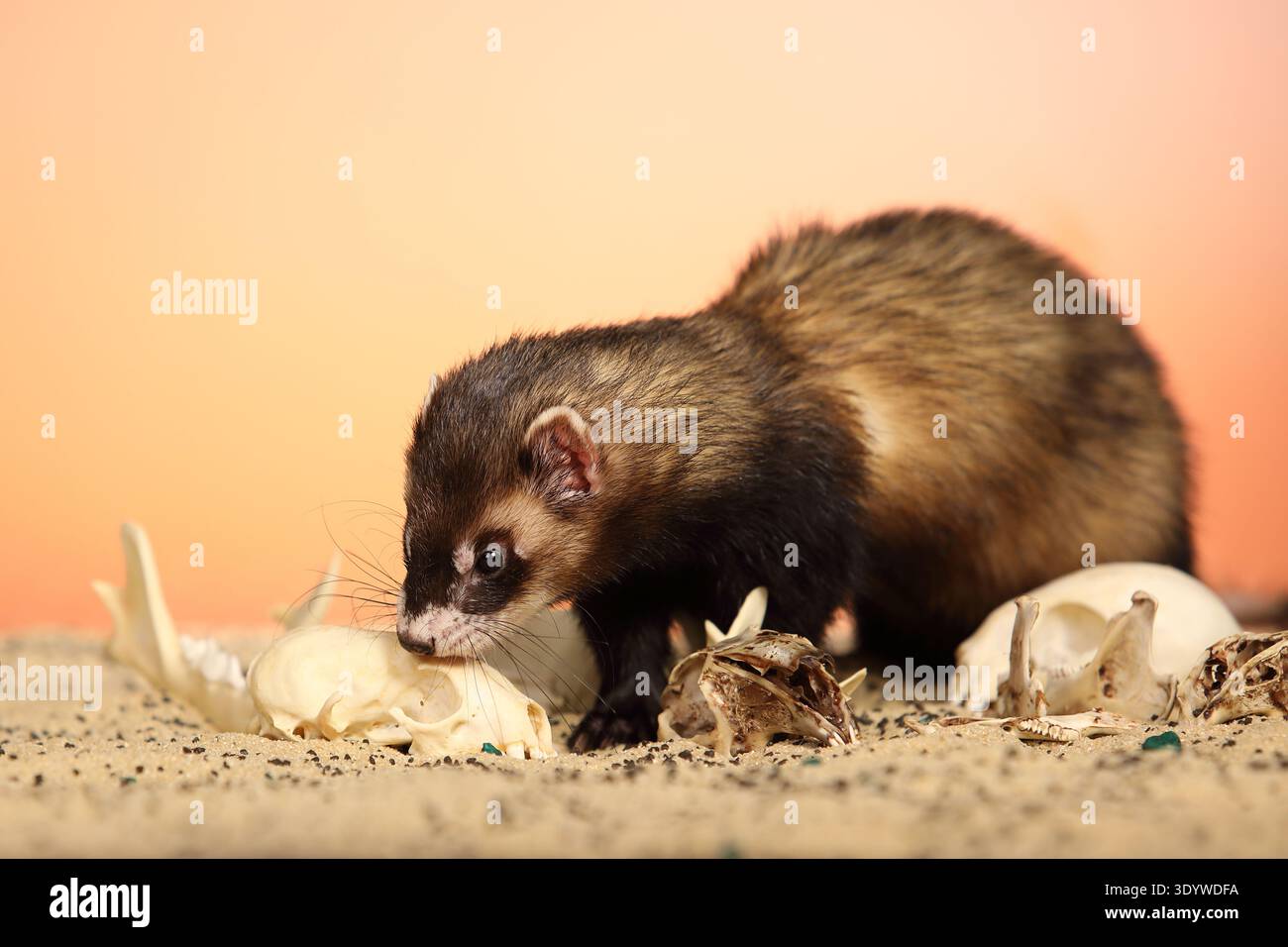 Ferret skull hi-res stock photography and images - Alamy