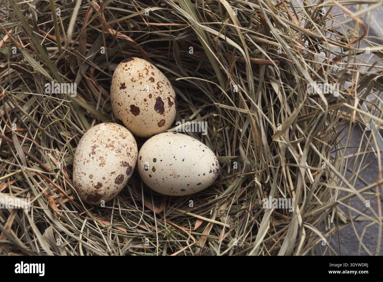 Easter background. Colored eggs in nest on gray stone surface Stock Photo